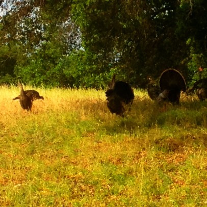 "Ahem. Nothing to see here sir. Enjoy your run."